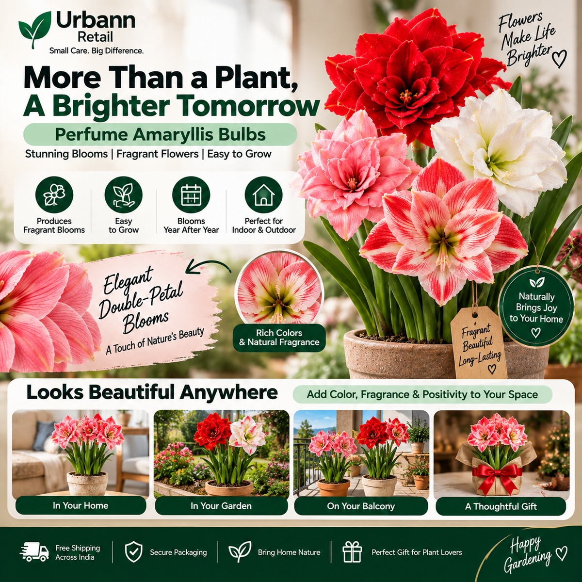 Perfume Amaryllis Bulbs
