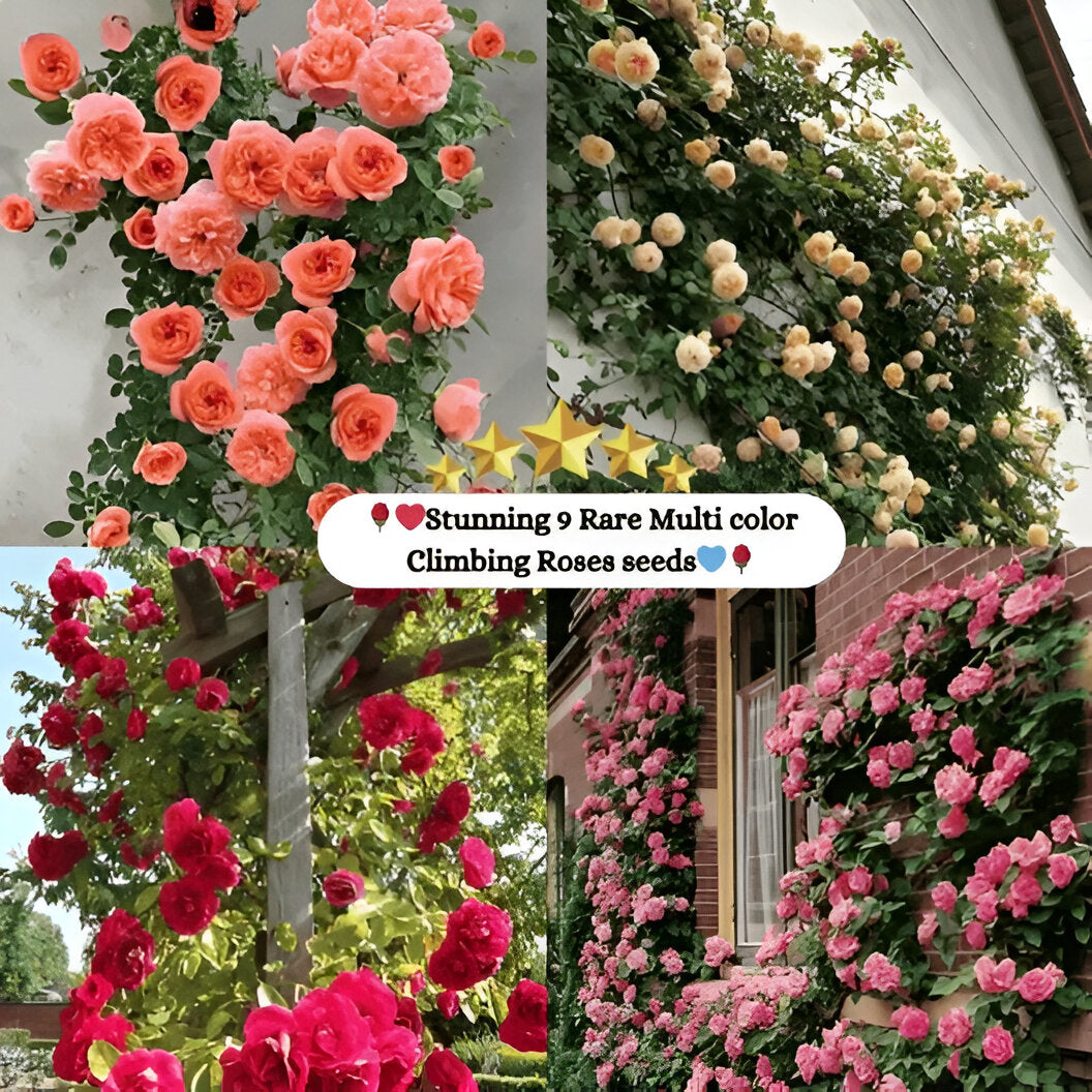 Beautiful Climbing Rose Seeds