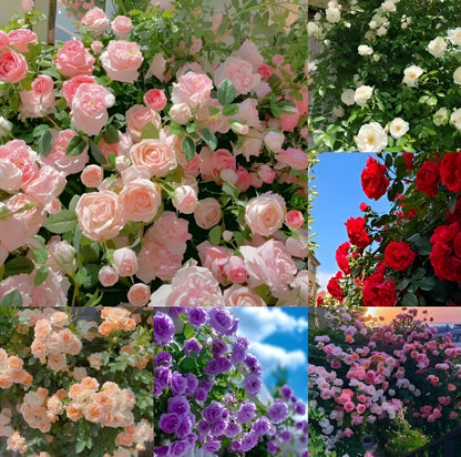 Beautiful Climbing Rose Seeds
