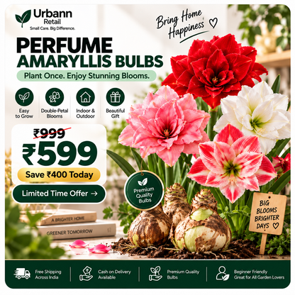 Perfume Amaryllis Bulbs