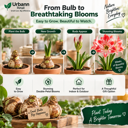 Perfume Amaryllis Bulbs