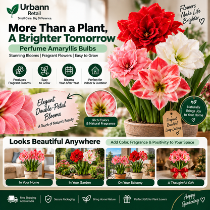 Perfume Amaryllis Bulbs