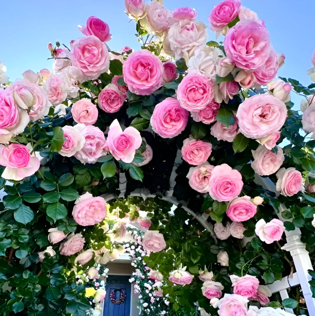 Beautiful Climbing Rose Seeds