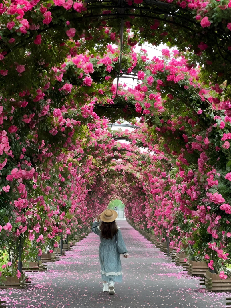 Beautiful Climbing Rose Seeds