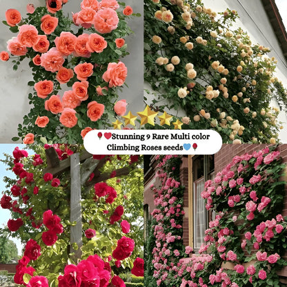 Beautiful Climbing Rose Seeds